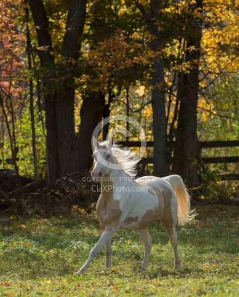 Spotted Saddle Horse Free Running Vertical Bonnie View Farms