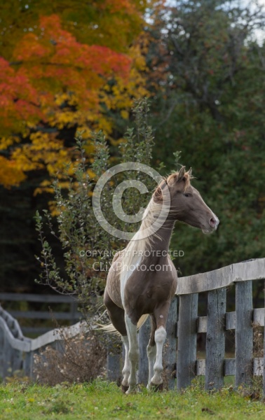 Spotted Saddle Horse Free Running Vertical Bonnie View Farms