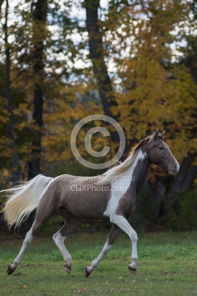 Spotted Saddle Horse Free Running Vertical Bonnie View Farms