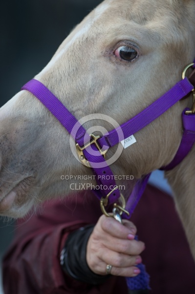 Handling a Foal