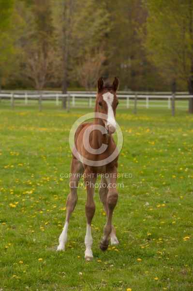 Foal Canadian Sport Horse Foal Free Running
