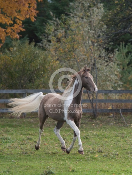 Spotted Saddle Horse Free Running Vertical Bonnie View Farms