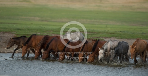 A Herd Comes to Drnk  Near Our Campsite