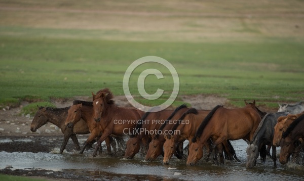 A Herd Comes to Drnk  Near Our Campsite
