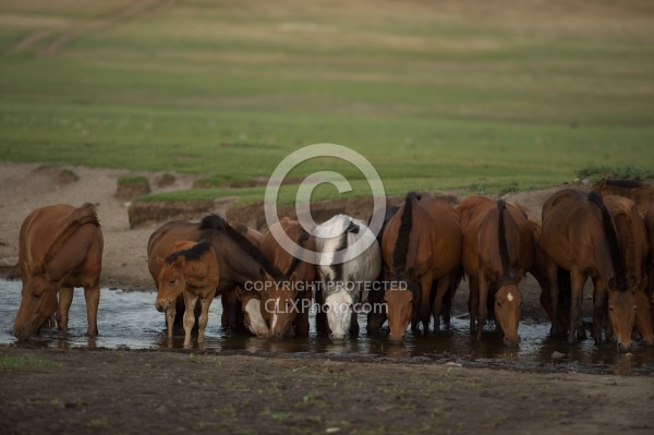 A Herd Comes to Drnk  Near Our Campsite