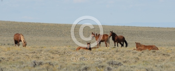 Wild Horses of Wyoming Blue Sky Sage Ride