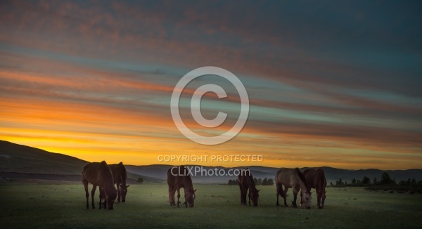 The Herd at Sunset in Camp