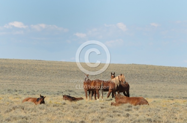 Wild Horses of Wyoming Blue Sky Sage Ride