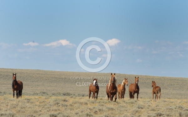 Wild Horses of Wyoming Blue Sky Sage Ride