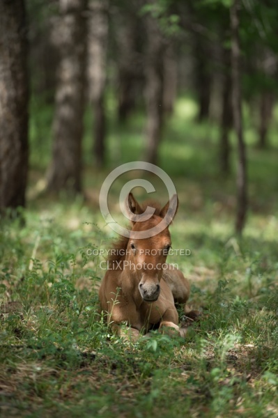 Mongolian Foal in the Woods