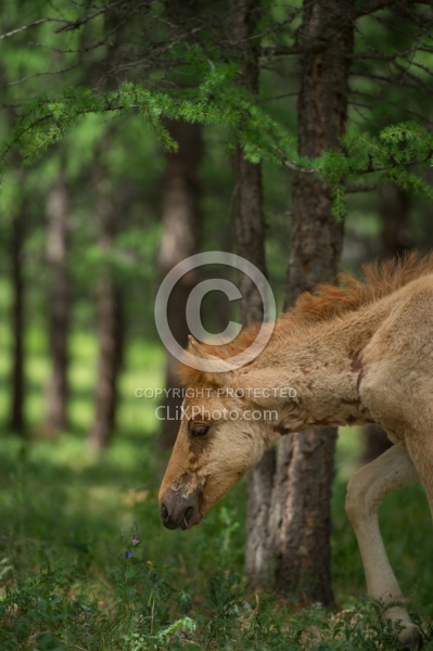 Mongolian Foal in the Woods