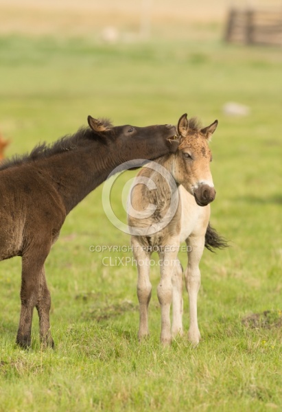 Mongolian Foals Playing
