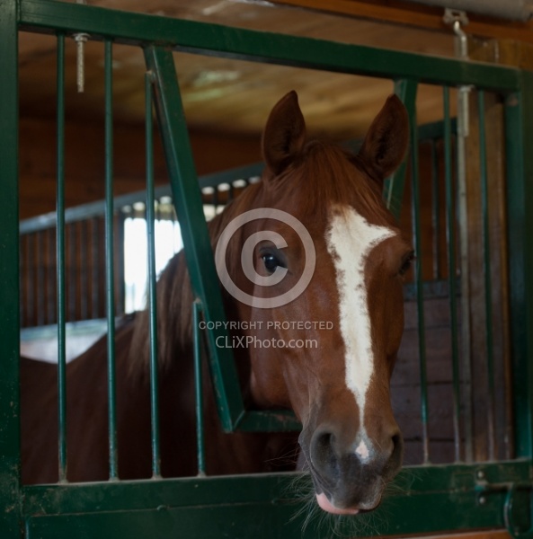 Fan in barn