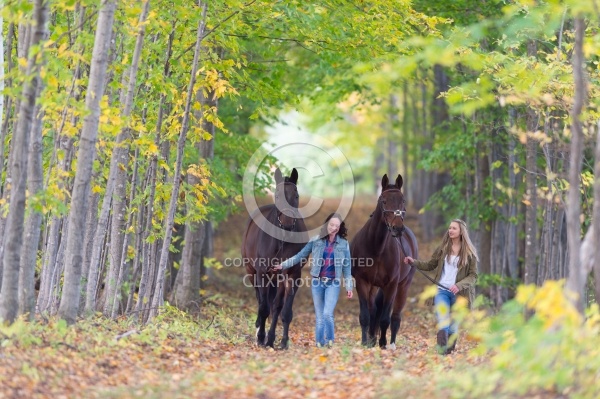 Standardbred with Tween