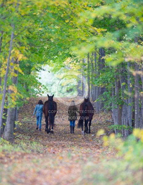 Standardbred with Tween