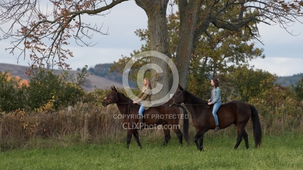 Standardbred with Tween