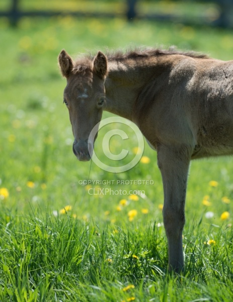 Rocly Mountain Foal Bonnie View Farms