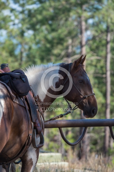 Bar W Ranch Horse Tied