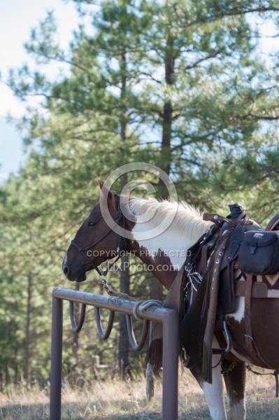 Bar W Ranch Horse Tied