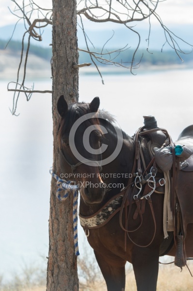 Bar W Ranch Horse Tied