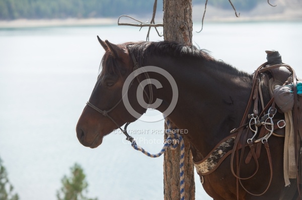Bar W Ranch Horse Tied