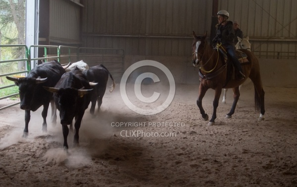 Team Penning at Bar W