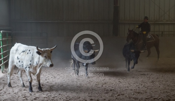 Team Penning at Bar W