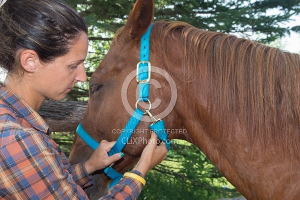 Taking Horses Pulse 