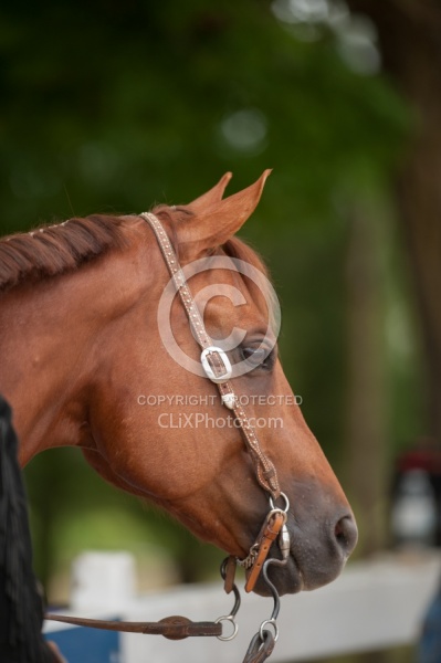 Western Bridle with Bit