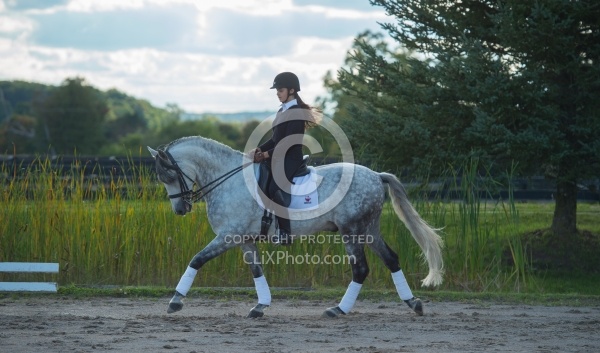 Dressage Schooling