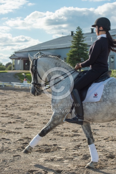 Dressage Schooling