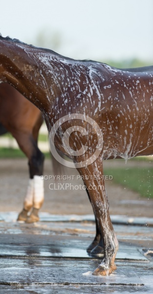 Bath Time at Keeneland, KY