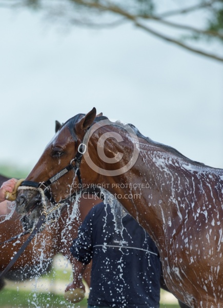Bath Time at Keeneland, KY