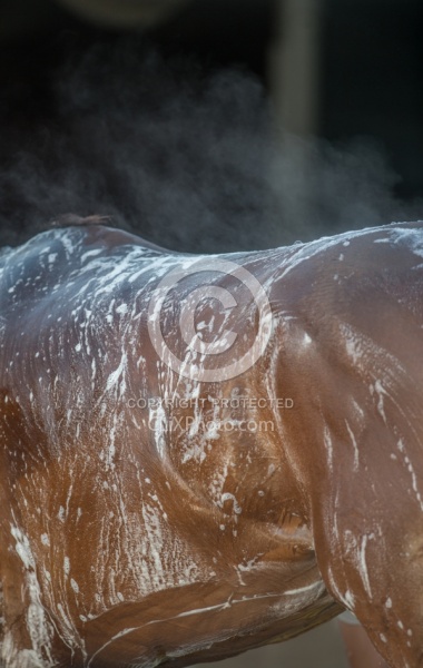 Bath Time at Keeneland, KY