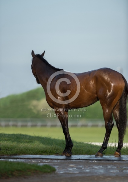 Bath Time at Keeneland, KY