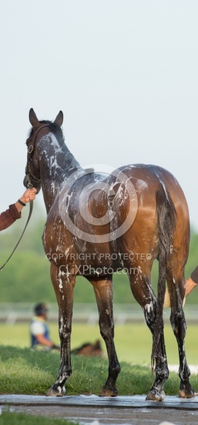 Bath Time at Keeneland, KY