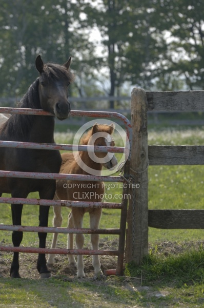 Mare and Foal Behind Gate