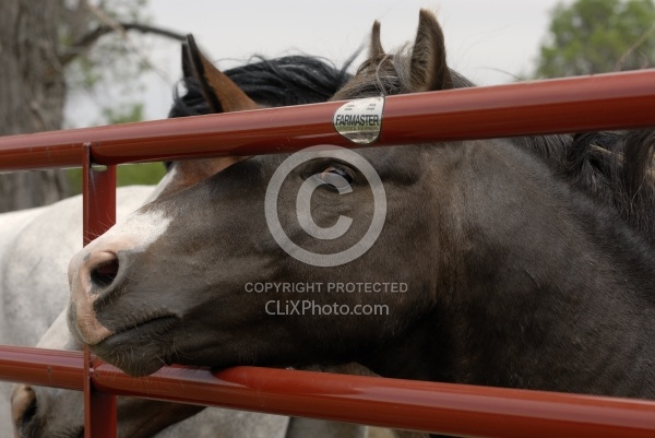 Nokota Horses Behind Gate