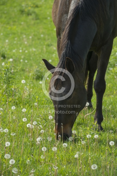 Horses Out on Pasture
