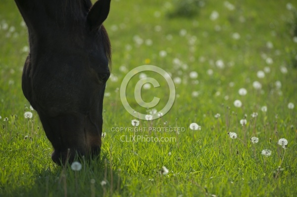 Horses Out on Pasture