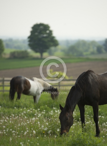 Horses Out on Pasture