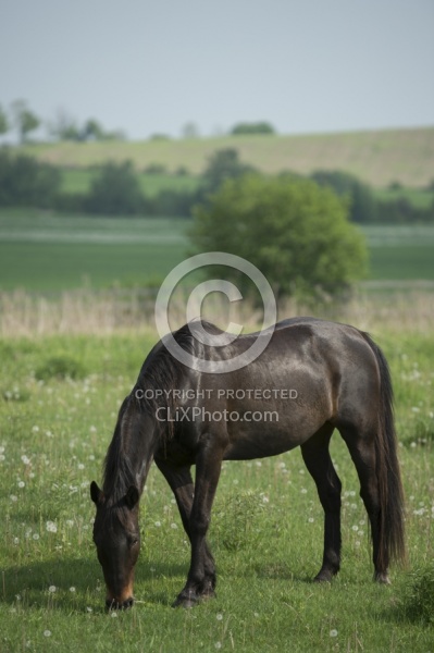 Horses Out on Pasture