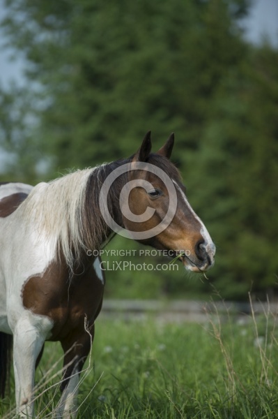 Horses Out on Pasture
