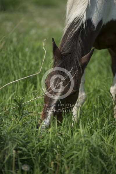 Horses Out on Pasture