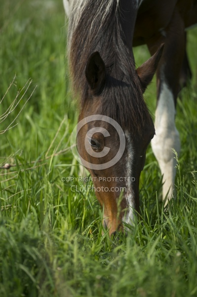 Horses Out on Pasture