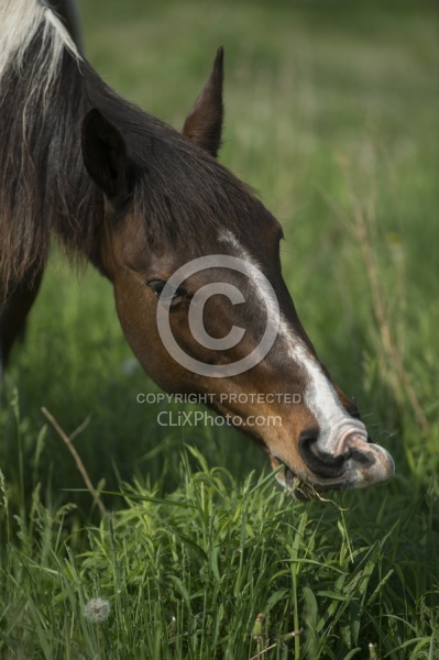 Horses Out on Pasture