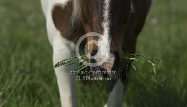 Horses Out on Pasture