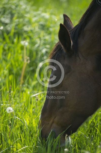 Horses Out on Pasture