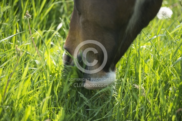 Horses Out on Pasture