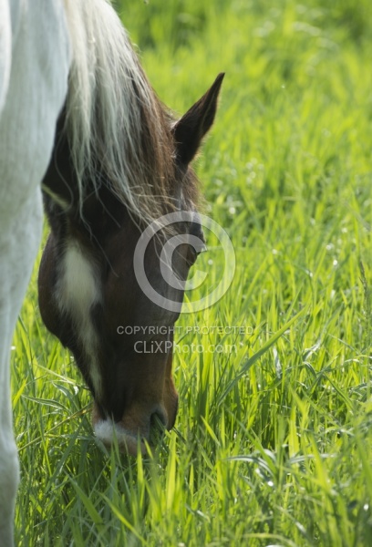Horses Out on Pasture
